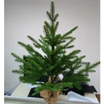 Artificial Christmas Tree PE Material with LED Light Desktop Mini Christmas Tree 45cm/60cm Christmas Party Atmosphere Ornaments - Imagine 5